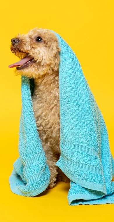 Woof Wash founder and team — passionate about dogs in Austin, TX