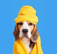 Dog receiving a bath service in Austin