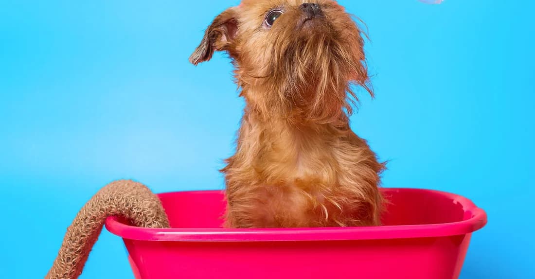 Dog grooming prices in Austin, TX — Woof Wash mobile grooming
