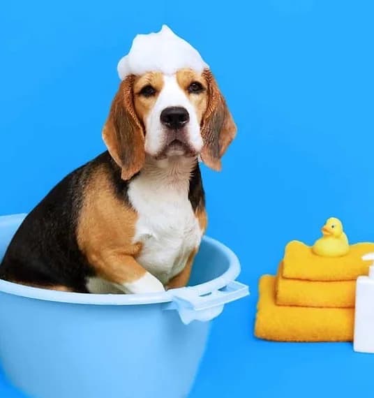 Dog receiving an eco-friendly bath with natural products in Austin