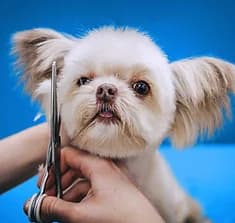 Dog receiving a full groom service in Austin
