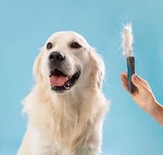Dog grooming add-on services in Austin