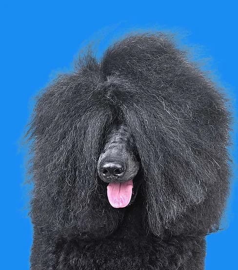 Woof Wash mobile grooming van servicing Travis County, Austin TX