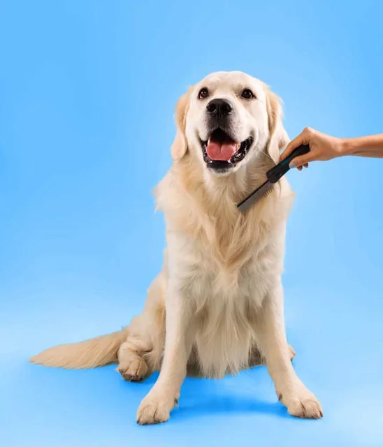 Calm, stress-free dog grooming experience in a quiet mobile van in Austin